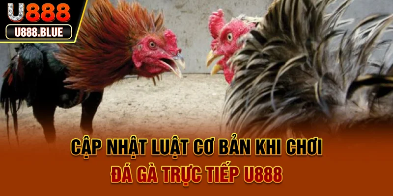Cập nhật luật cơ bản khi chơi Đá gà trực tiếp U888
