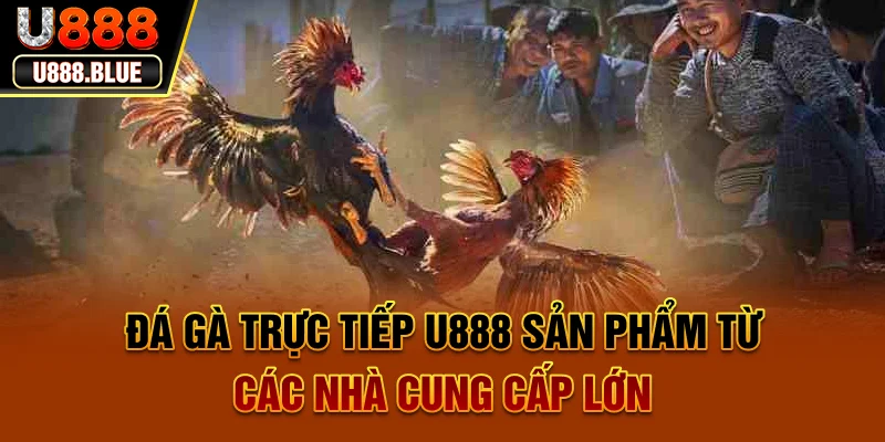 Đá gà trực tiếp U888 - Sản phẩm từ các nhà cung cấp lớn