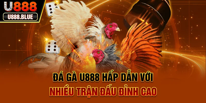 Đá gà U888 hấp dẫn với nhiều trận đấu đỉnh cao